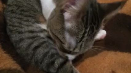 Gatita limpiándose