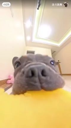 Doggy Style Fun in 22 Seconds