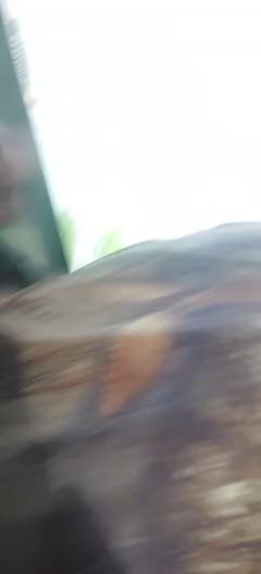 Hidden Aggression Blooms Beneath Bus Brakes And Sweat