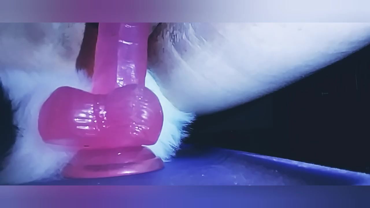 Adorable Pet Fox Plays with Toy