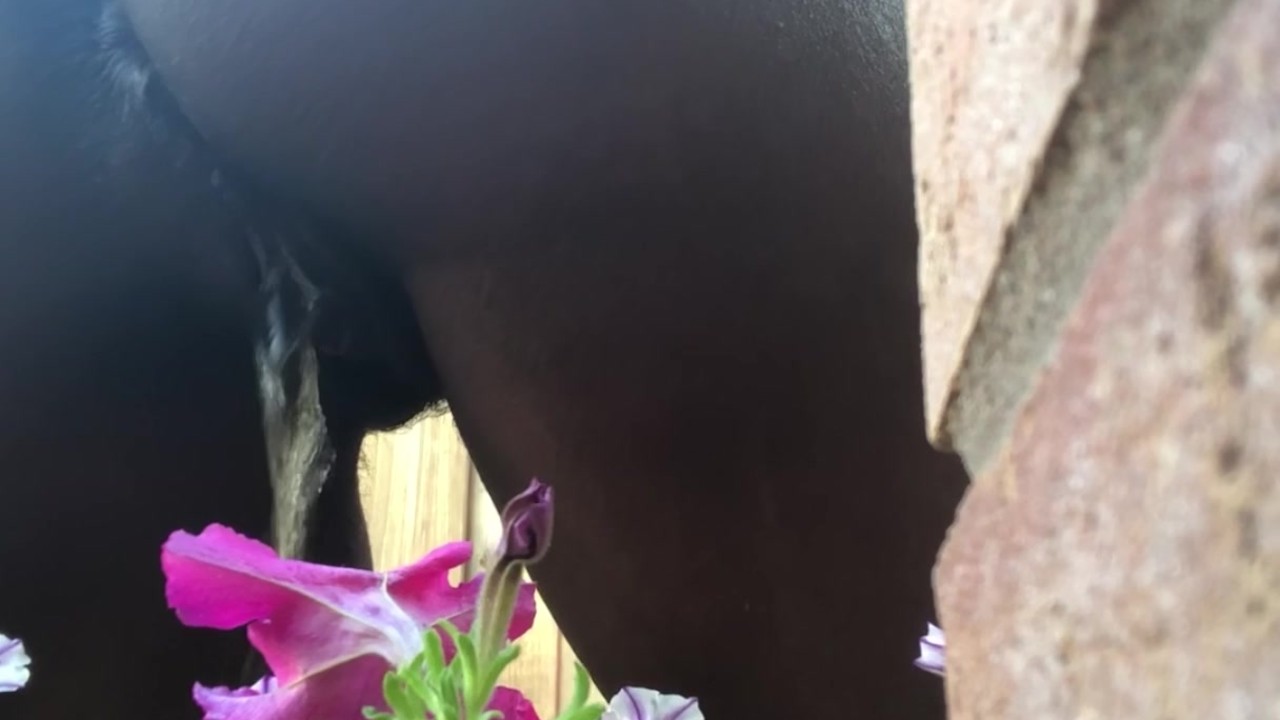 Desperate Peeing: Watering Flowers in a Unique Way