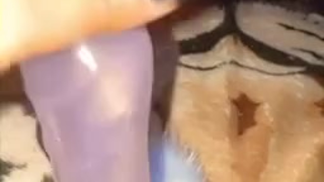 Kitten Plays with Cat's Tail in Adorable Clip